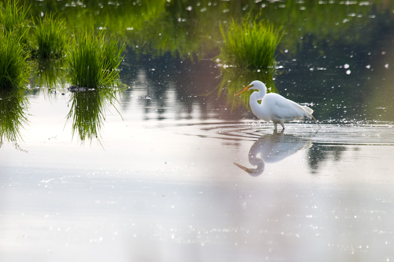 Great Egret